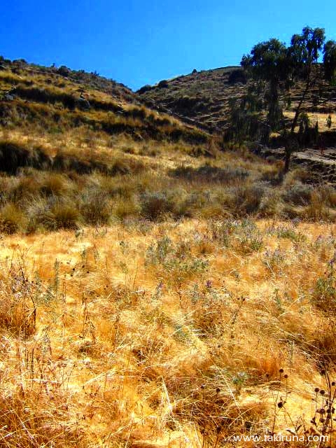 Buscando al gran maestro –&nbsp;cuento