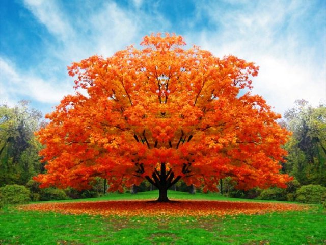 arbol de la vida (2)