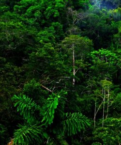 Los emisarios del bosque –&nbsp;cuento