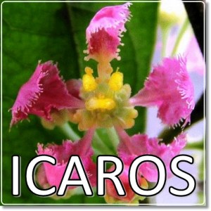 El canto sagrado&nbsp;(Relato)