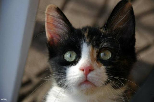 Todos los gatos van al cielo&nbsp;(Relato)