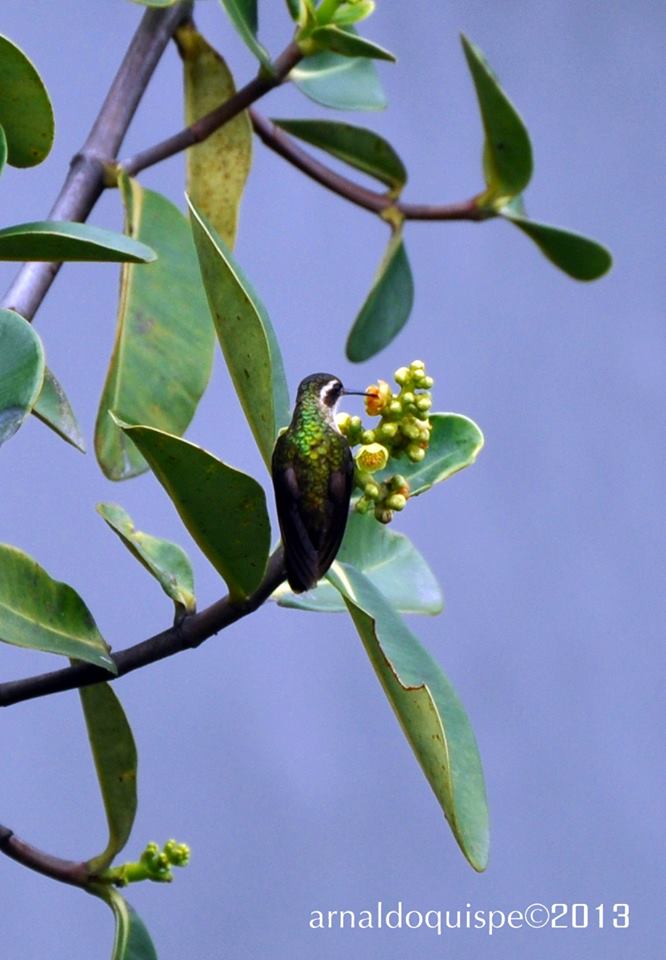 colibri takiruna