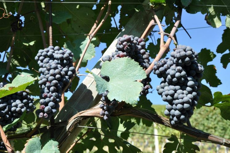 langhe 2
