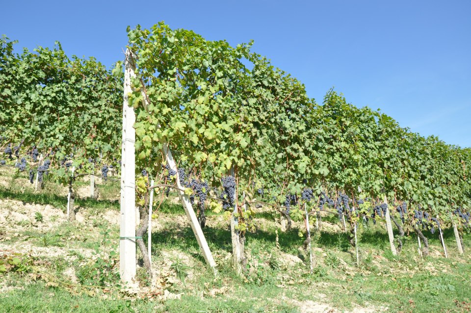 Le Langhe: patrimonio de la&nbsp;humanidad