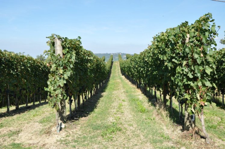 LANGHE5