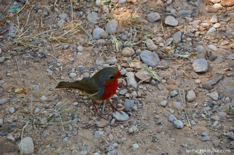 petirrojo en monserrat
