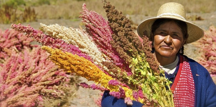 quinoa1