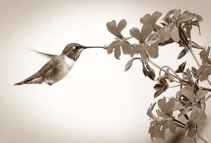 El pico del colibrí –&nbsp;cuento