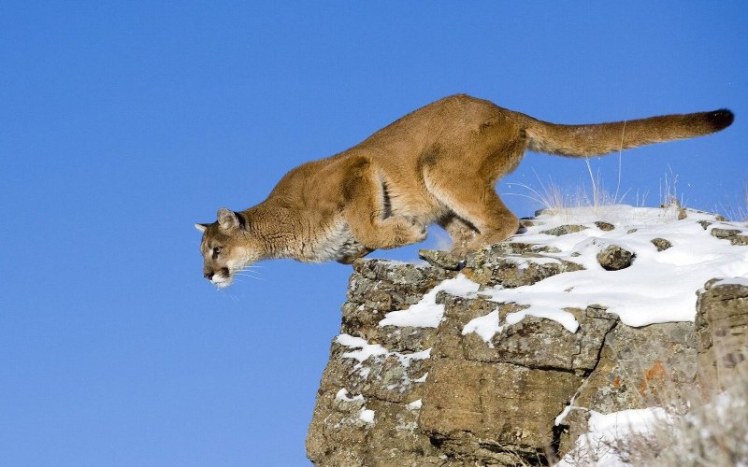 animali-salto-puma-felino-puma