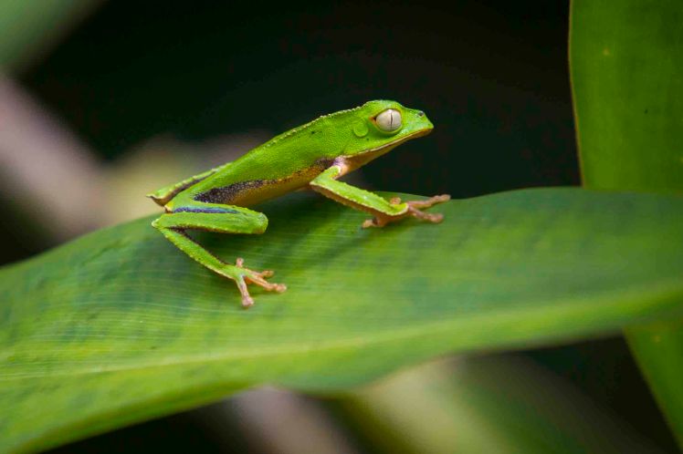 Reserva y Parque Nacional del Manu