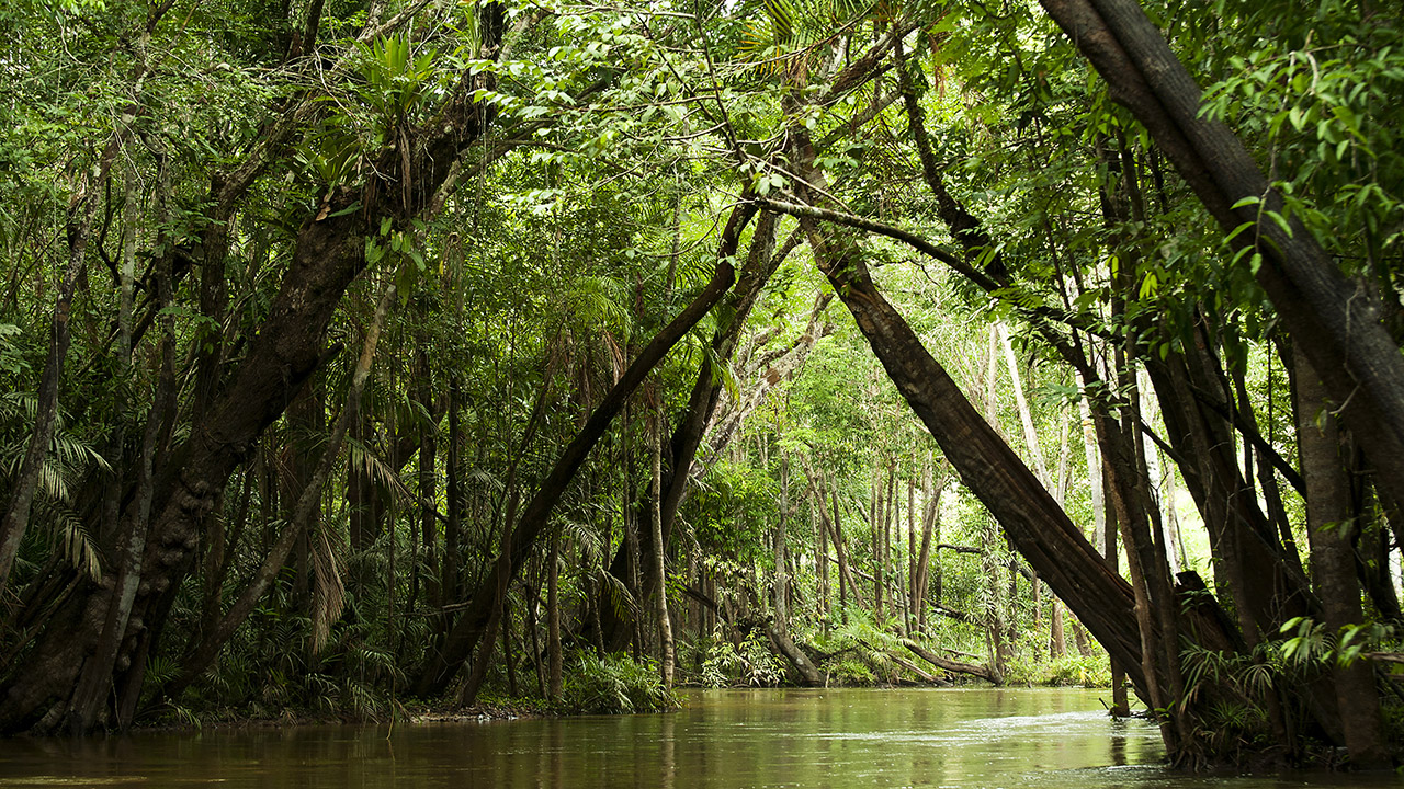 ¿Y qué es la dieta&nbsp;amazónica?