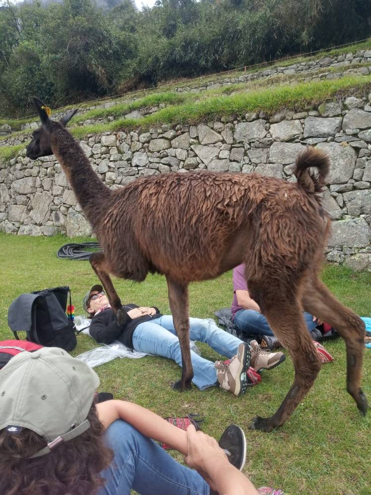 llamita en machupicchu